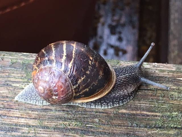 snail 2